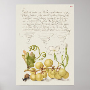 Schöne alte botanische Illustration Poster