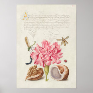 Schöne alte botanische Illustration Poster