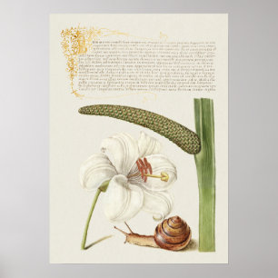 Schöne alte botanische Illustration Poster