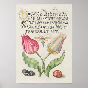 Schöne alte botanische Illustration Poster