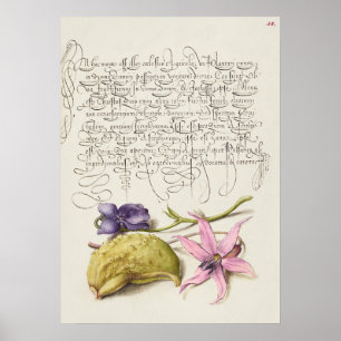 Schöne alte botanische Illustration Poster