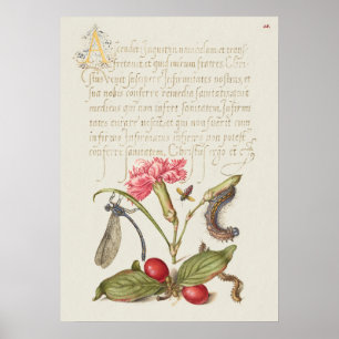 Schöne alte botanische Illustration Poster