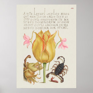 Schöne alte botanische Illustration Poster