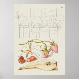 Schöne alte botanische Illustration Poster