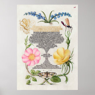 Schöne alte botanische Illustration Poster