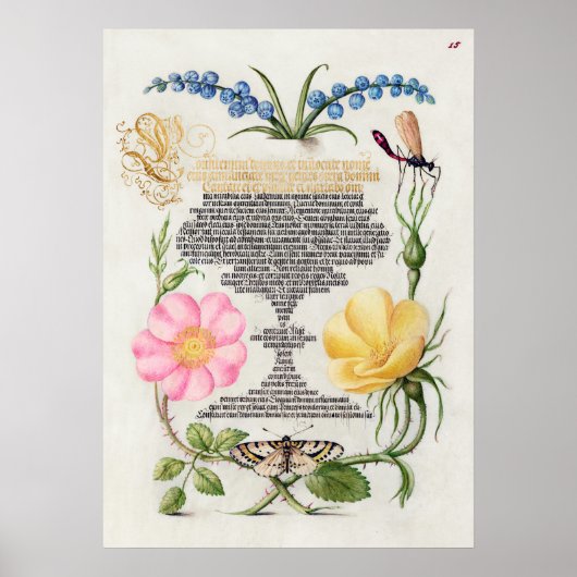 Schöne alte botanische Illustration Poster (Vorne)