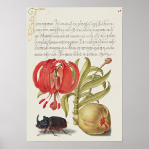 Schöne alte botanische Illustration Poster