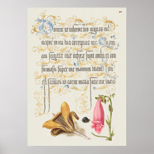 Schöne alte botanische Illustration Poster