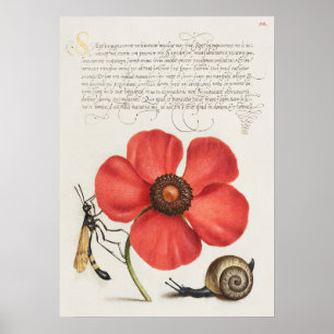 Schöne alte botanische Illustration Poster