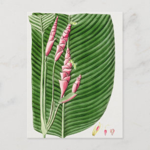 Schöne alte botanische Illustration Postkarte