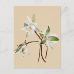 Schöne alte botanische Illustrations-Postkarte Postkarte
