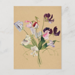 Schöne alte botanische Illustrations-Postkarte Postkarte