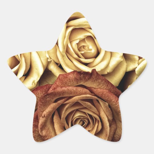 Schöne alte Rose Stern-Aufkleber (Vorderseite)