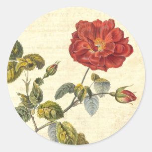 Schöne alte rote Rose Antique Botanik Runder Aufkleber