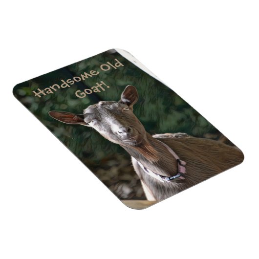 Schöne alte Ziege Magnet (Rechte Seite)