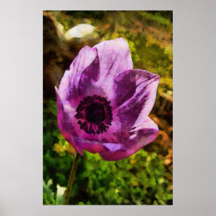 Schöne Anemone Coronaria Wildblume Malerei Poster