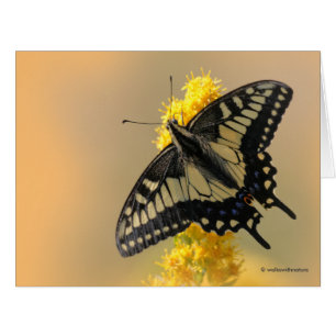 Schöne Anise Frack Butterfly in der Sonne