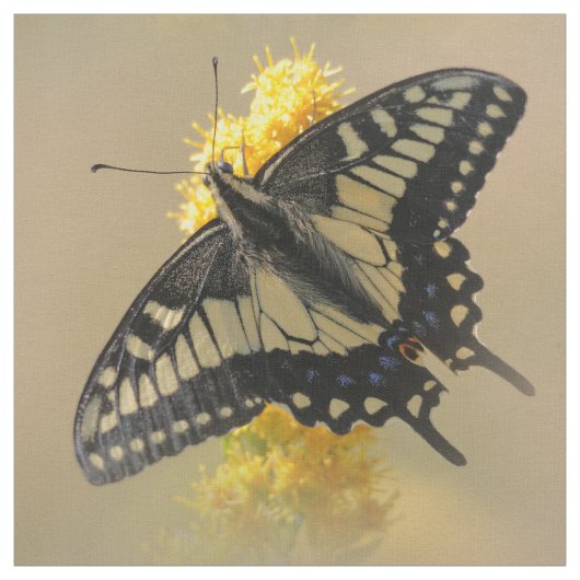 Schöne Anise Frack Butterfly in der Sonne Stoff (Muster)
