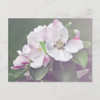 Schöne Apfelbaumblüten Frühlings-Postkarte Postkarte