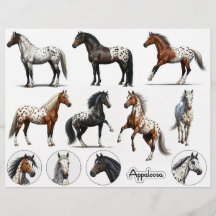 Schöne Appaloosa Horse Illustrationen