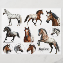 Schöne Appaloosa-Pferde-Illustrationen
