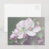 Schöne Apple Tree Blüten Frühjahr Postkarte (Vorne/Hinten)