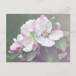 Schöne Apple Tree Blüten Frühjahr Postkarte
