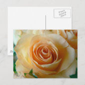 Schöne Apricot-Rose Postkarte (Vorne/Hinten)