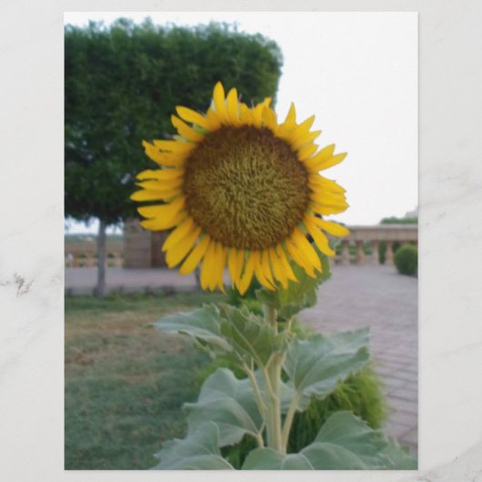 Schöne Atemberaubende Sonnenblumen Kunstdrucken (Vorderseite)