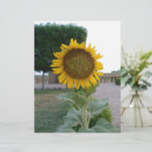 Schöne Atemberaubende Sonnenblumen Kunstdrucken (Stehend Vorderseite)