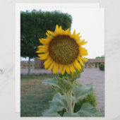 Schöne Atemberaubende Sonnenblumen Kunstdrucken (Vorne/Hinten)