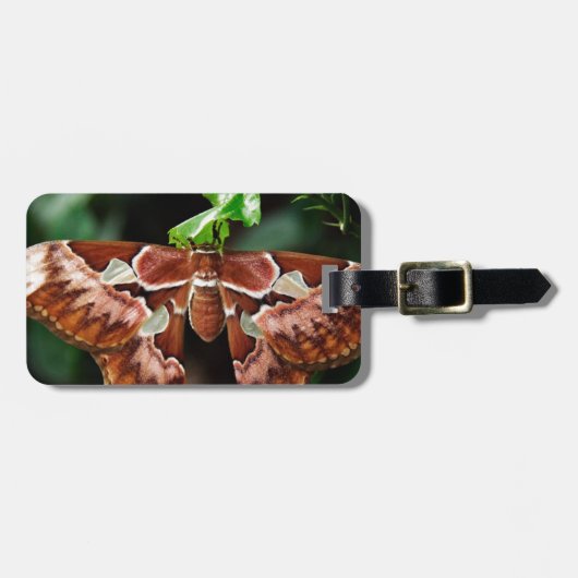 Schöne Atlas Moth Gepäckanhänger (Vorderseite horizontal)