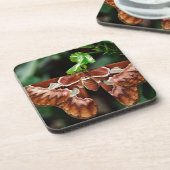Schöne Atlas Moth Getränkeuntersetzer (Linke Seite)