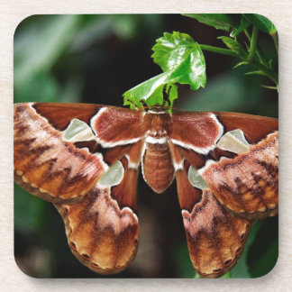 Schöne Atlas Moth Getränkeuntersetzer