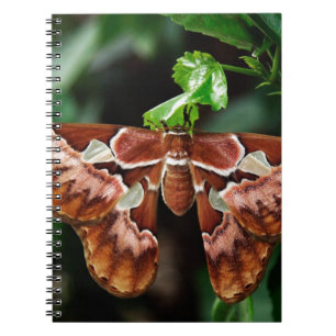 Schöne Atlas Moth Notizblock