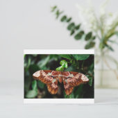 Schöne Atlas Moth Postkarte (Stehend Vorderseite)