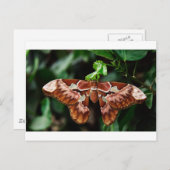 Schöne Atlas Moth Postkarte (Vorne/Hinten)