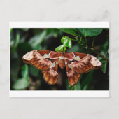 Schöne Atlas Moth Postkarte (Vorderseite)