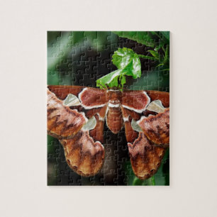 Schöne Atlas Moth Puzzle