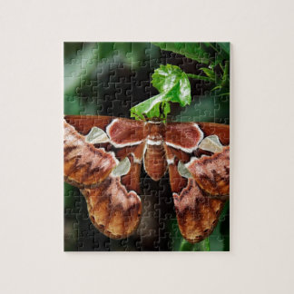 Schöne Atlas Moth Puzzle