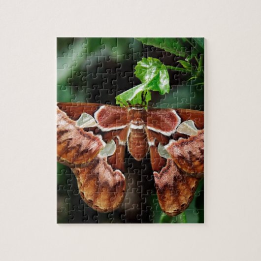 Schöne Atlas Moth Puzzle (Vertikal)