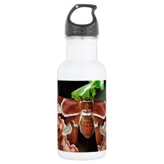 Schöne Atlas Moth Trinkflasche