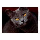 Schöne Augen (Vorderseite (Horizontal))