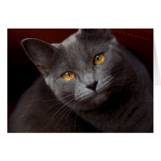 Schöne Augen (Vorderseite (Horizontal))