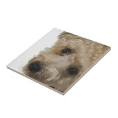 Schöne Augen eines Yorkie Poo Welpen Fliese (Seite)