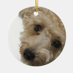 Schöne Augen eines Yorkie Poo Welpen Keramikornament