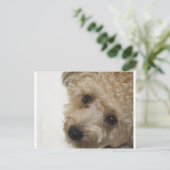 Schöne Augen eines Yorkie Poo Welpen Postkarte (Stehend Vorderseite)