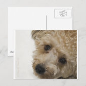 Schöne Augen eines Yorkie Poo Welpen Postkarte (Vorne/Hinten)