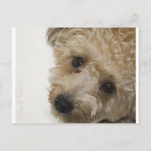 Schöne Augen eines Yorkie Poo Welpen Postkarte