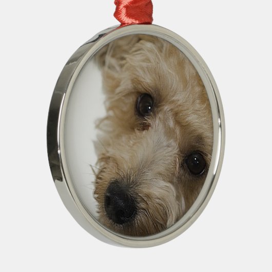 Schöne Augen eines Yorkie Poo Welpen Silbernes Ornament (Rechts)